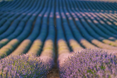 Lavender Fields in Brihuega, Spain - Summer Serenityの写真素材