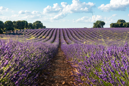 Stunning Lavender Fields in Brihuega, Spain During Summerの写真素材