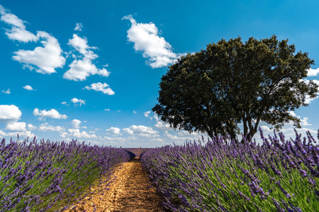 Breathtaking Lavender Fields in Brihuega, Spain during Summerの写真素材