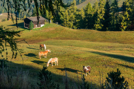 Serene Alpine Landscape with Horses in Italyの写真素材