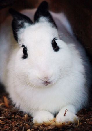 Rabbit 1の写真素材