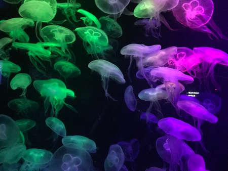 Jelly fish