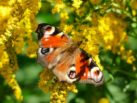 Butterflyの写真素材