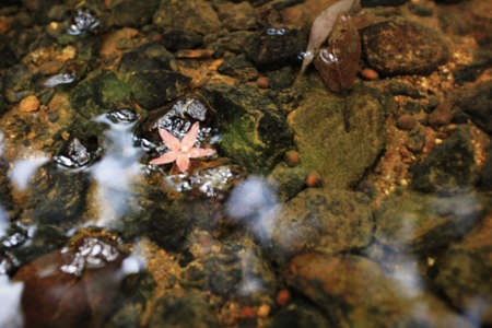 flower at waterの写真素材