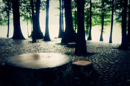Tree stumpの写真素材