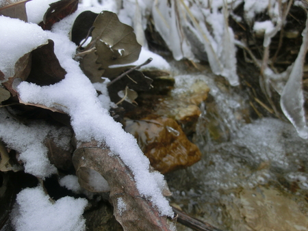 Snow covered leaves caught up on rocks at the edge of a small freezing creek.の写真素材