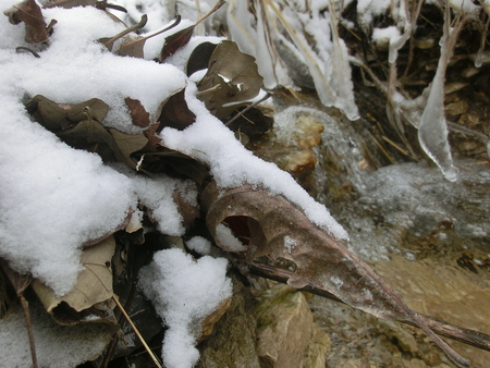 Snow covered leaves caught up on rocks at the edge of a small freezing creek.の写真素材