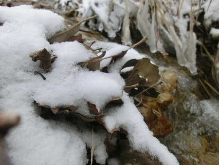 Snow covered leaves caught up on rocks at the edge of a small freezing creek.の写真素材