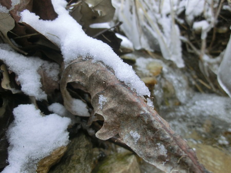 Snow covered leaf in a freezing creek.の写真素材