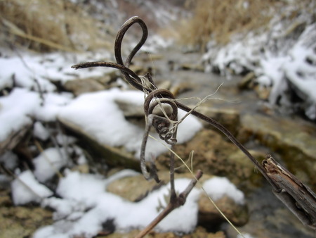 Twisting vines over a small creek with snow covered rocks out of focus behind.の写真素材