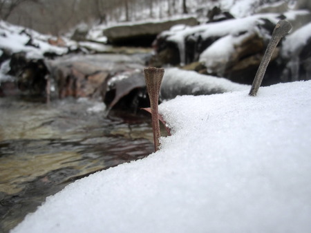 Stem of a leaf sticking out of the snow at the edge of a creek.の写真素材