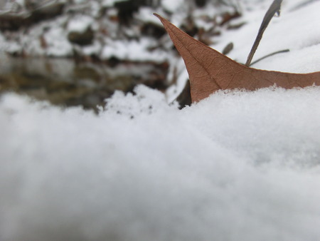 Small leaf sticking out of the snow on the edge of a creek.の写真素材