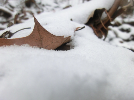 Half buried leaf in the snow.の写真素材