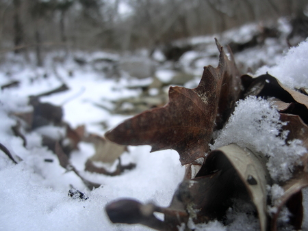 Decomposing leaf on the edge of a small creek in snow.の写真素材