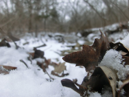 Decomposing leaf on the edge of a small creek in snow.の写真素材
