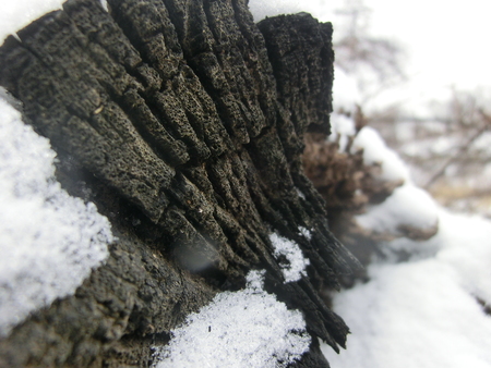 The exposed end of a fallen tree in the snow with snow covering it.の写真素材