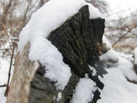 The exposed end of a fallen tree in the snow with snow covering it.の写真素材