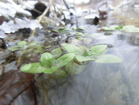 Small green plants growing in the freezing waters of a small creek with snow and grass behind it.の写真素材