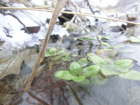Small green plants growing in the freezing waters of a creek with grass and snow around it.の写真素材