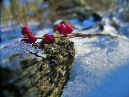 Pink berries resting on a half covered log in the snowの写真素材
