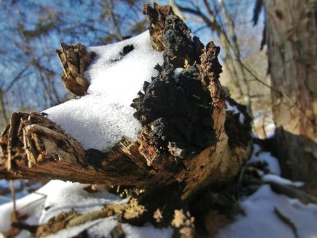Fallen tree covered in snow with the end burnt by fire.の写真素材