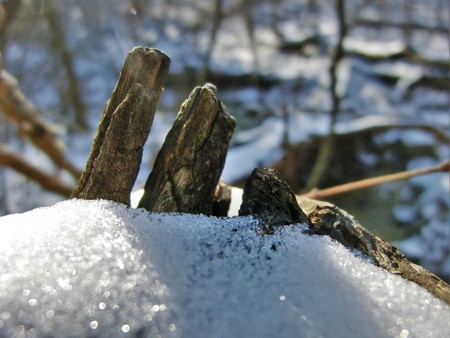 Three small parts of tree bark sticking out of the snow.の写真素材