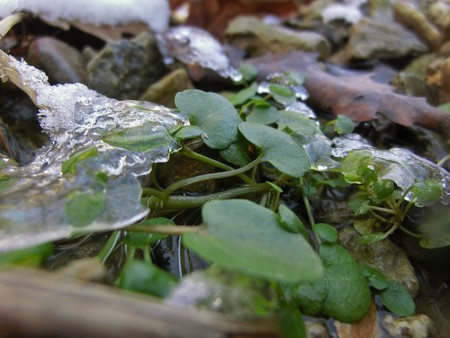 Small green ground cover growing with ice and snow on top.の写真素材