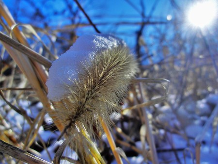 Prairie grass with snow lying on the top of the seeds.の写真素材