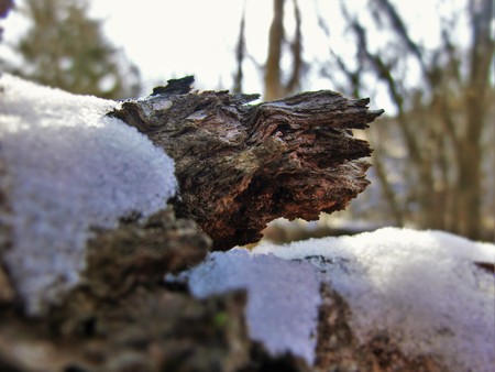 Fallen tree with snow on the exposed grain.の写真素材