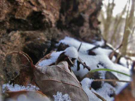 Decomposing leaves in the shade of a fallen tree log on top of snow.の写真素材
