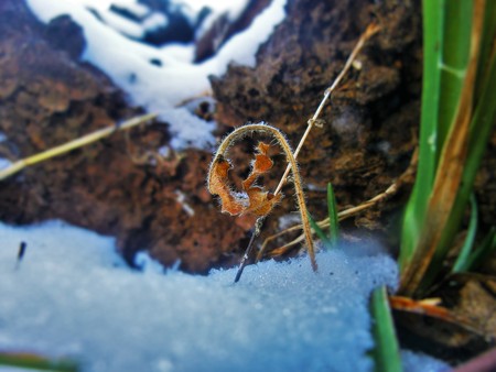 Small wilting leaf with grass and a downed tree out of focus.の写真素材
