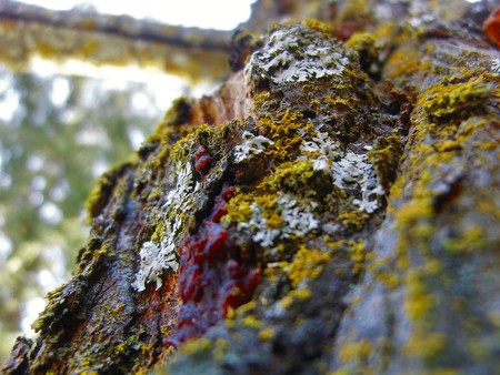 Colorful growth on the side of a tree.