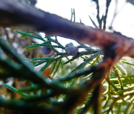 Small blueish gray berry of a pine.の写真素材
