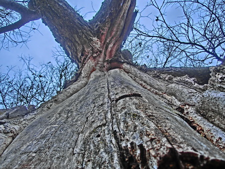 Exposed portion of a tree without any bark to protect it.の写真素材