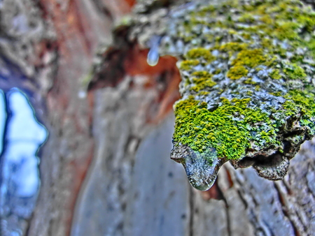 Frozen water droplet on the edge of tree bark with bright green growth.の写真素材