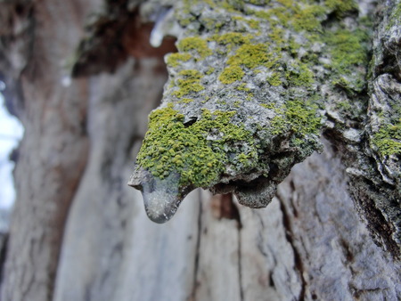 Frozen water droplet on the edge of tree bark with bright green growth on the barkの写真素材