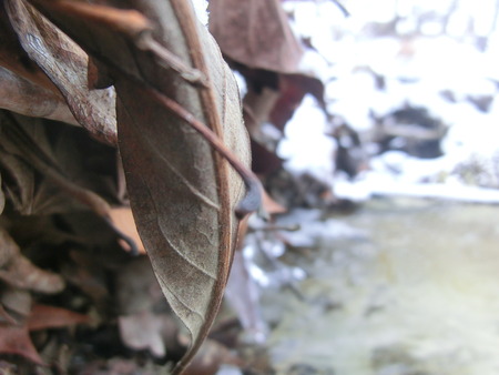 Leaf backside in focus stuck on a small ground clutter damn on a creek.の写真素材