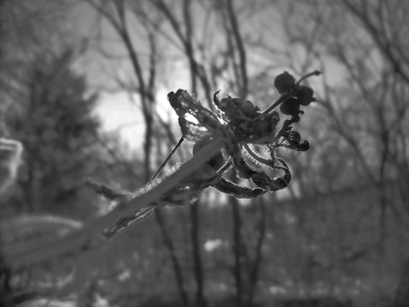 Black and white photo of small berries with the sun behind them.の写真素材