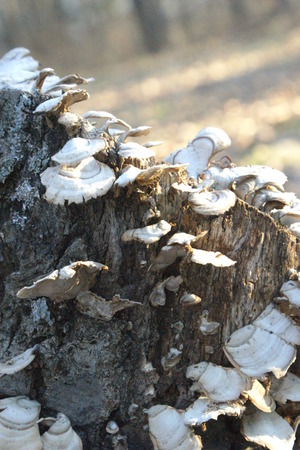 Fungus growing on the end of a fallen tree.の写真素材