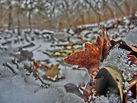 Colorful leaf veins in focus while being half covered in snow.の写真素材