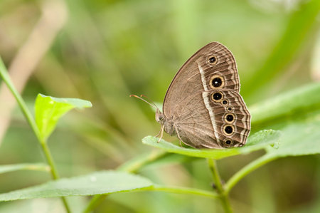Butterfly resting on leafの写真素材