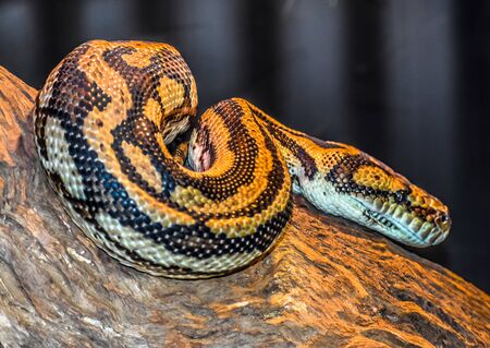 Yellow and Black Carpet Python in a Treeの写真素材