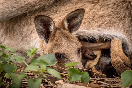 Kangaroo joey lying in it's mother's pouchの写真素材