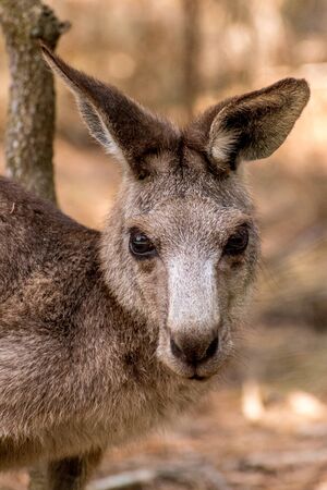 Closeup portrait of a young kangaroo standing in bushlandの写真素材
