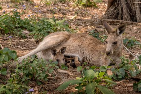 Kangaroo mother with a joey in her pouch lying under a treeの写真素材