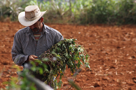 Cuban farmer in Vinales getting soil ready for plantingのeditorial素材