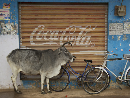 India, Khajuraho, 1 January 2015; Juxtaposition of old and modern India with a holy cow standing in front of an advertisment for Coca Colaのeditorial素材