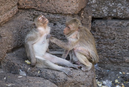 Crab eating Macaques grooming in Lopburi, Thailand