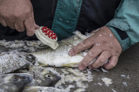 Closeup of the days catch of fish being scaled by fishermanの写真素材