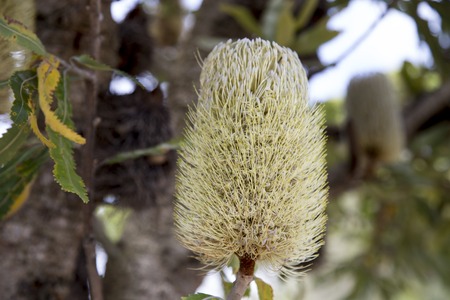 Australian Banksia Flowerの写真素材